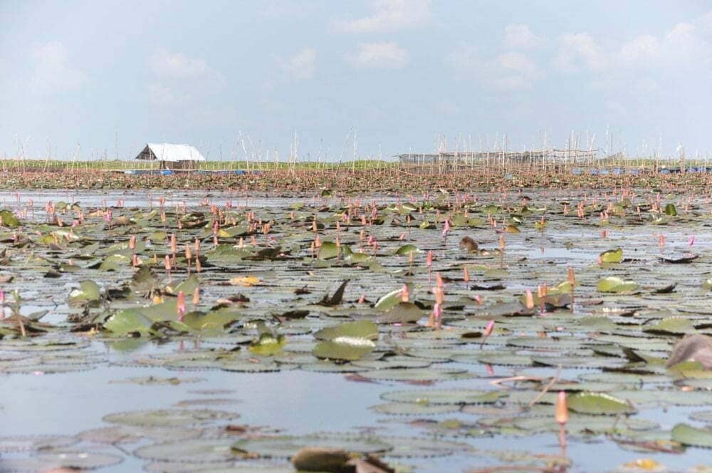 Sud Thailande lac Pattalung