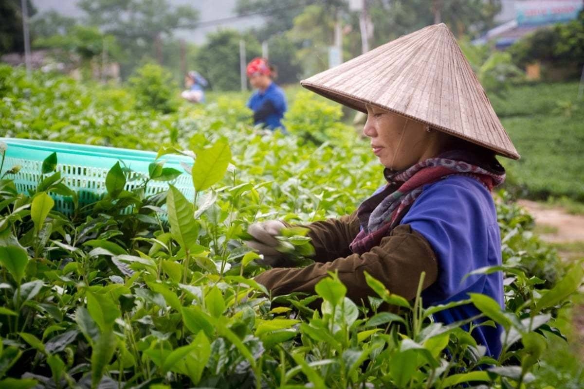 ceuilleuses plantations thé Thai Nguyen