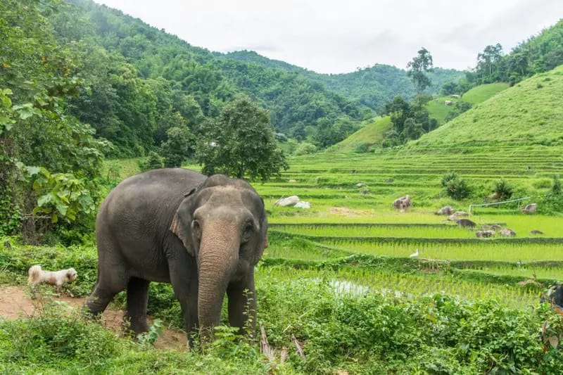 journee elephant steps chiang rai