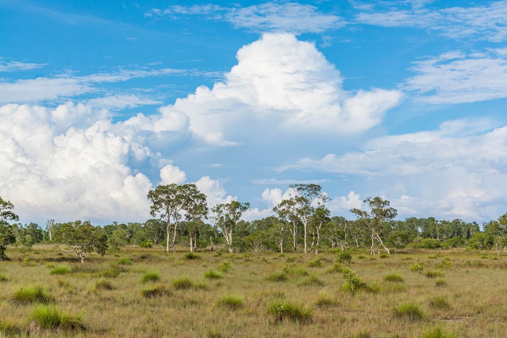 milieu savane koh phra thong - thailande