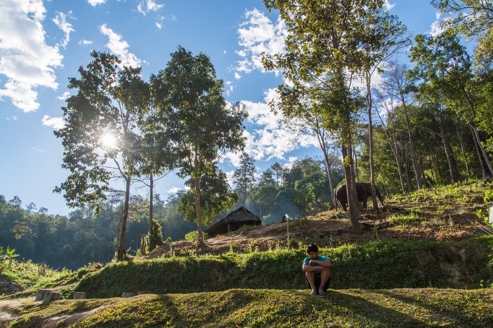 sanctuaire elephant nord chiang mai - thailande