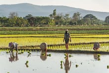 rizieres nord chiang mai - thailande