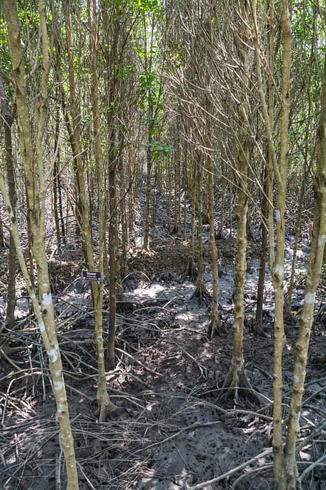 mangrove trat thailande