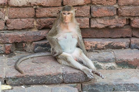 Lopburi - ville singes - Thaïlande