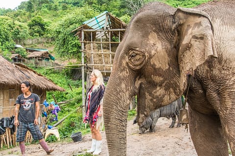 journee elephant steps chiang rai