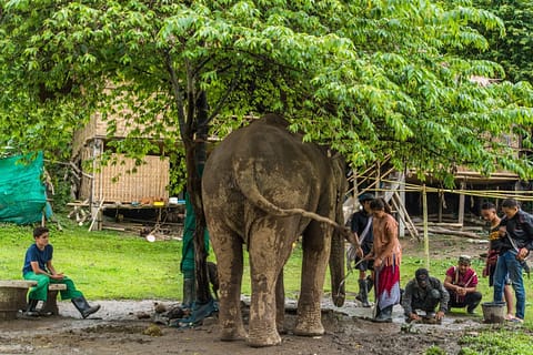 journee elephant steps chiang rai