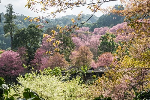 sakura doi pui chiang mai