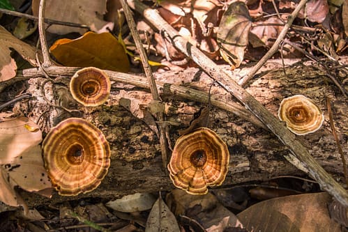 champignons - namtok phlio - chanthaburi - thailande