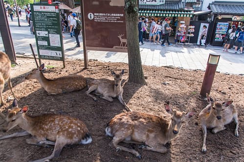 cerfs sika repos nara - japon