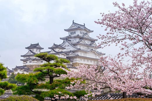 sakuras printemps chateau himeji japon