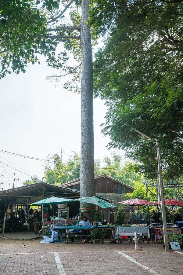 grand arbre wat sai - inburi