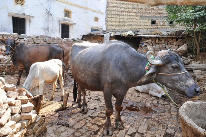 varanasi - inde