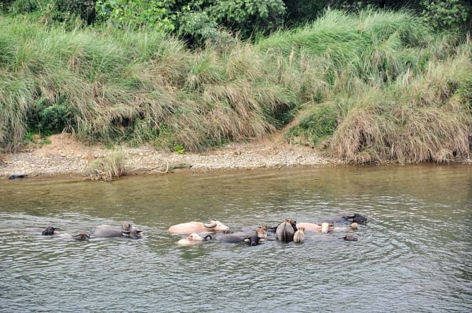 buffalo dans la riviere à Vang Vieng Laos