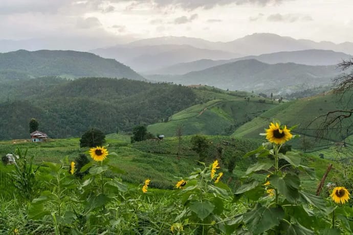 montagne baan pa pong pieng - chiang mai