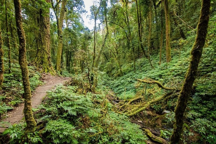 foret doi inthanon en novembre thailande