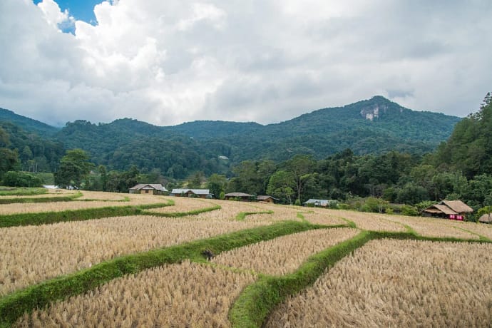 riziere recolte doi inthanon novembre