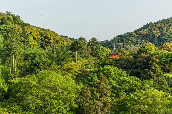 kiyomizu dera - kyoto