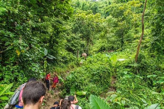 journee elephant steps chiang rai