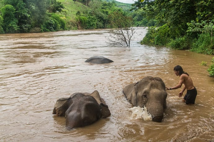 bain riviere journee elephant steps chiang rai