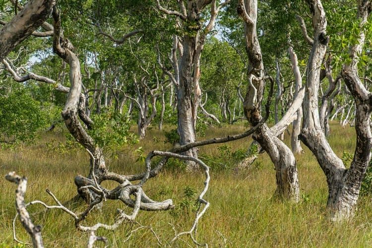 arbres savane koh phra thong - thailande