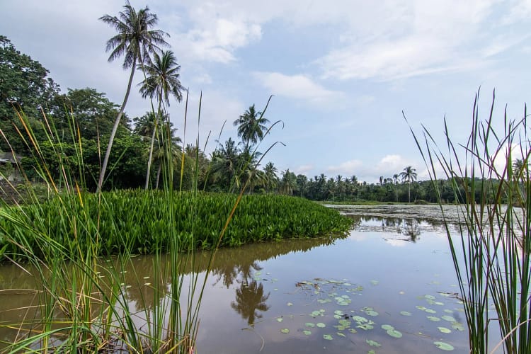 etang lotus sensory trail pulau ubin singapour