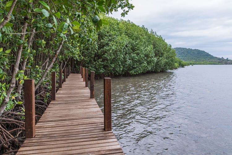 bord mangrove khung kraben - chao lao - chanthaburi