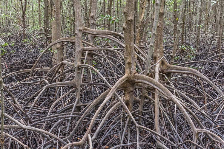 racines mangrove khung kraben - chao lao - chanthaburi