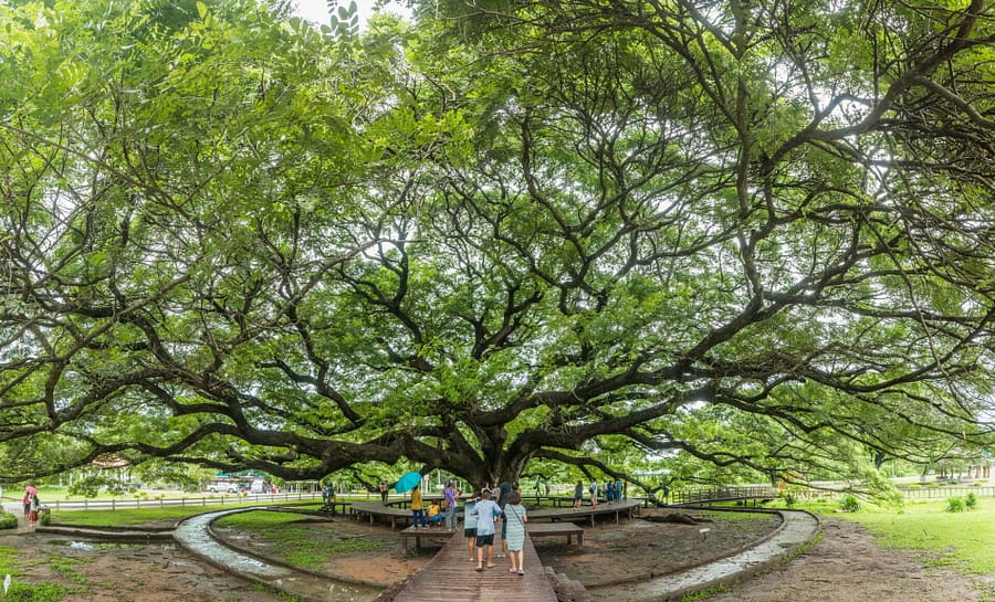 arbre a pluie kanchanaburi