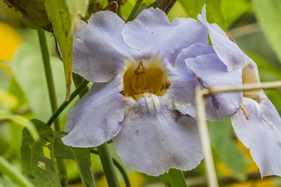 fleur cascade khlong chao lueam ko chang - thailande