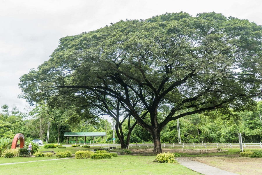 autre arbre a pluie kanchanaburi