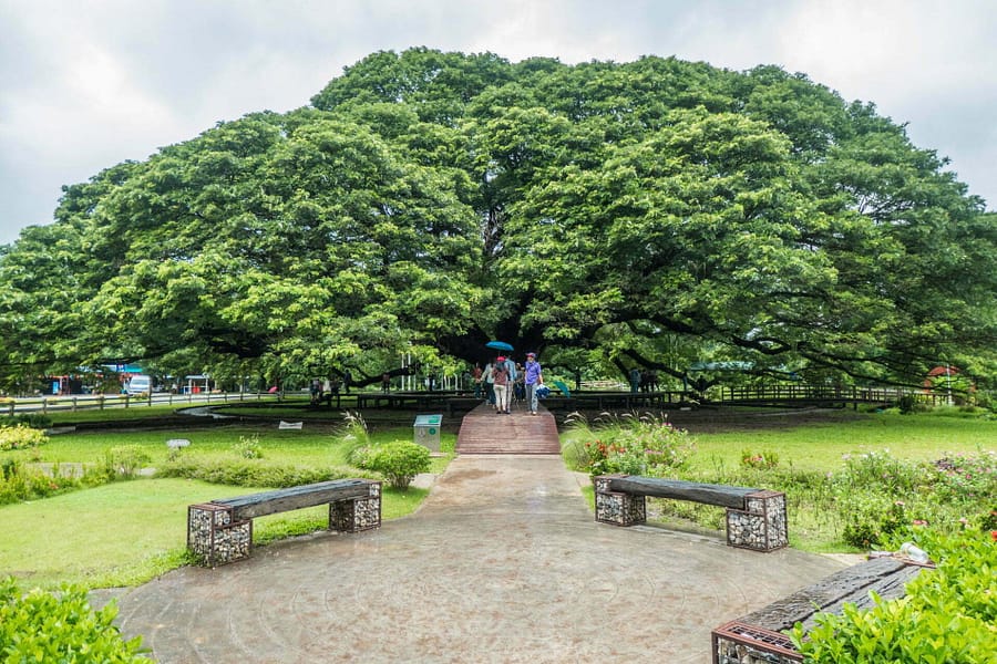 giant rain tree kanchanaburi