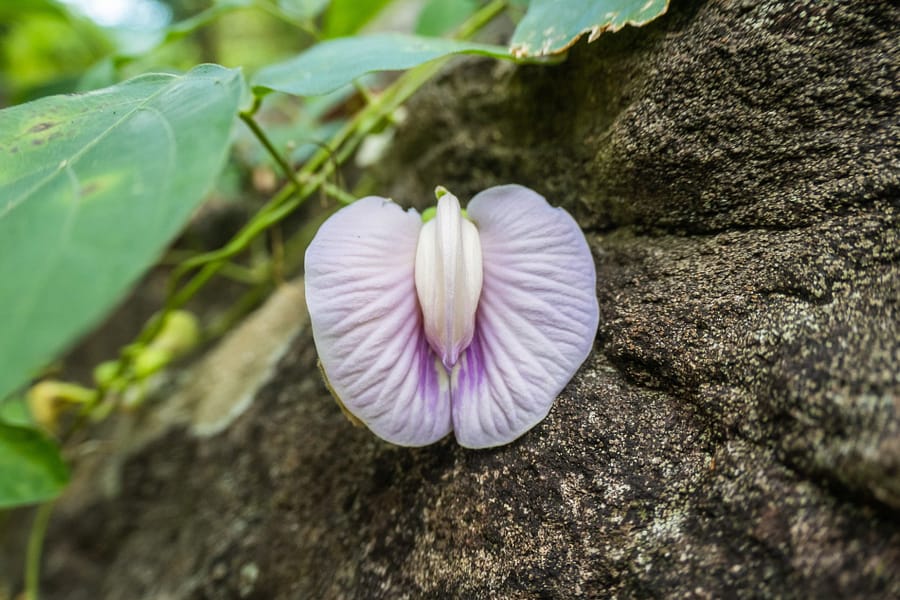 jolie fleur parc national ob khan