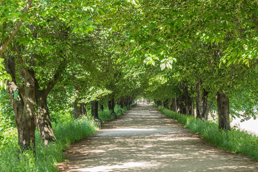 allée arbres arrivée à Hahoe