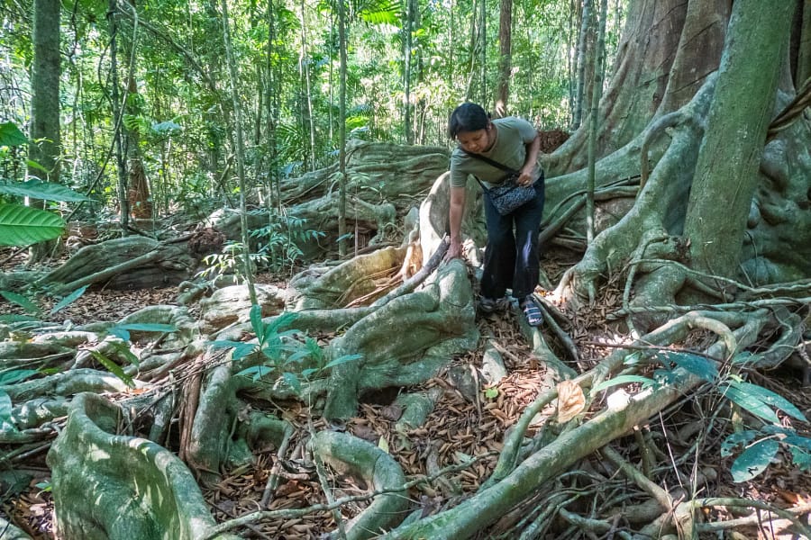 racines arbre sai yai ko kood