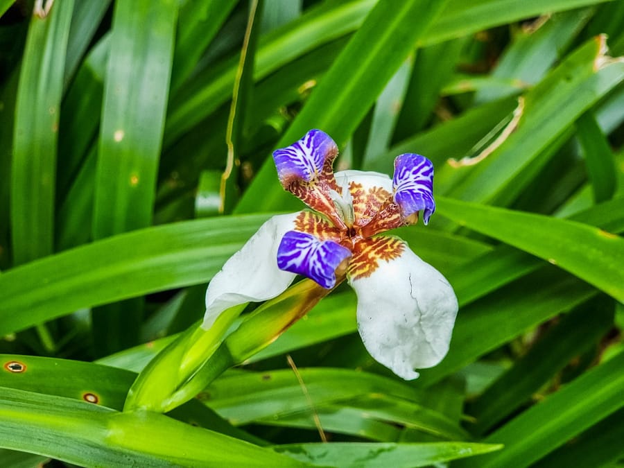 orchidee sauvage zhongzhengshan trail beitou