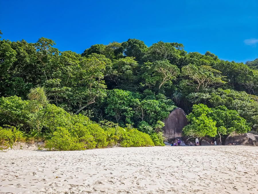 foret sur ko similan thailande