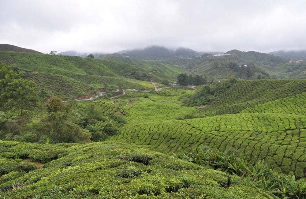 Cameron Highlands - Malaisie 2014