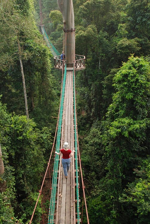 danum-valley-sabah-malaisie