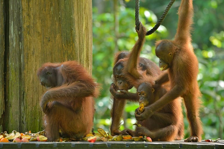 orangs-outans-sepilok-sabah-malaisie