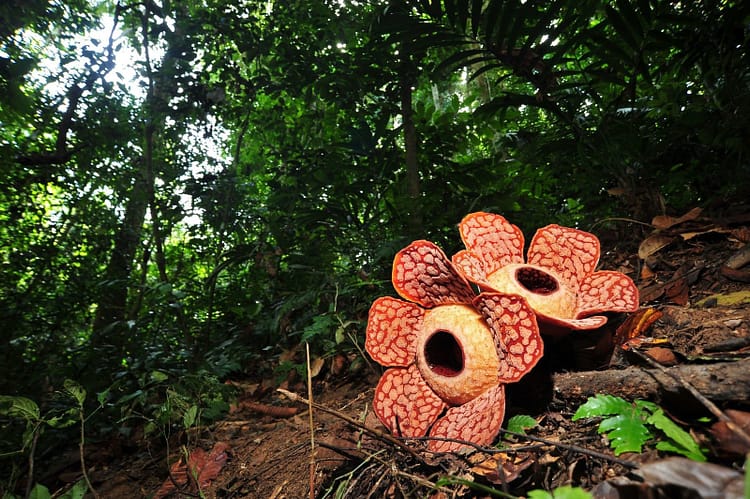 fleur rafflesia au Royal Belum