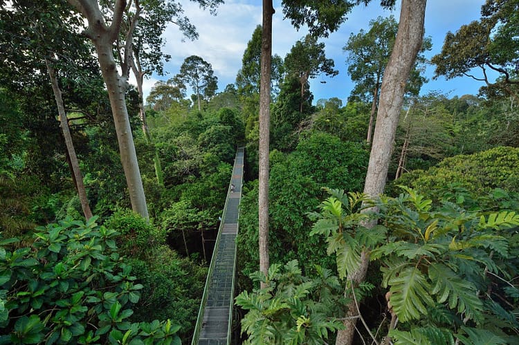 rainforest-discovery-centre-sepilok-sabah-malaisie