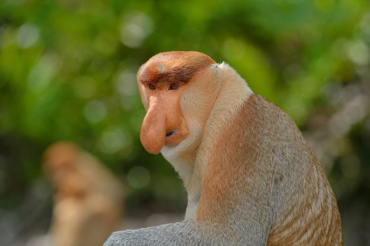 singe nasique à labuk bay