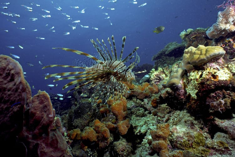 fond-marin-parc-tunku-abdul-rahman-kota-kinabalu-sabah