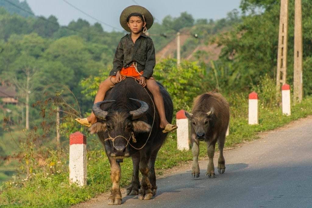 moto nord Vietnam - enfant et ses buffles - Cao Bang