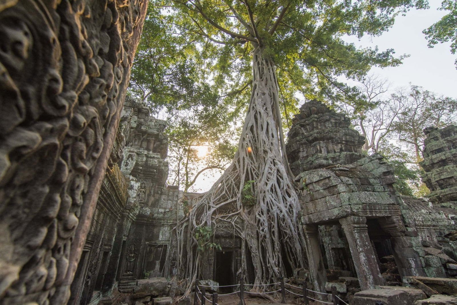 arbres ta phrom - angkor cambodge