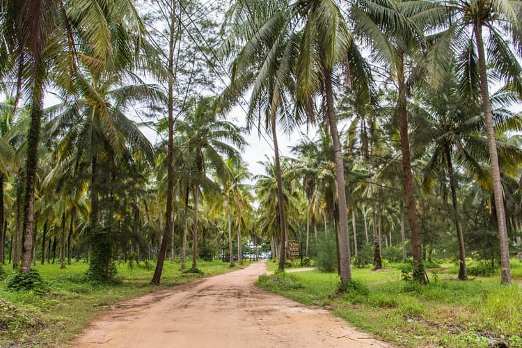 chemin coconut beach - khao lak - thailande
